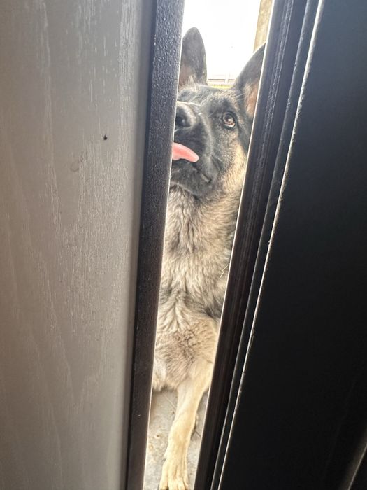 Собака овчарка женский род