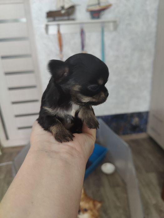 Готовятся к продаже щенки чихуахуа