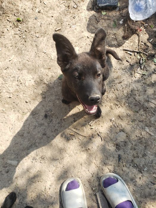 Приму корм в помощь