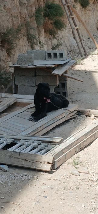 Alabay Sotiladi 7 oylik