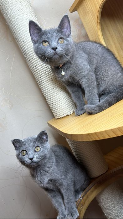 плюшевые котята скоттиш фолд и страйт
