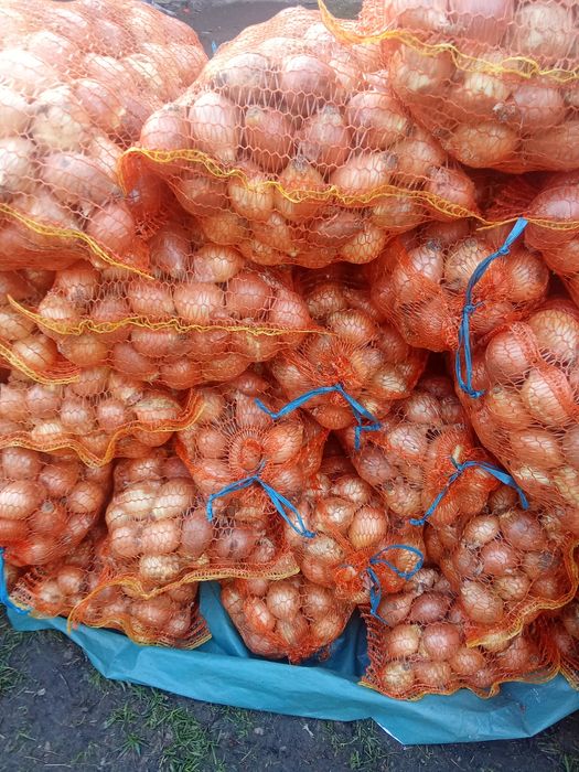 Ceapa elb la sac 10 sí 5 kg ambalaj