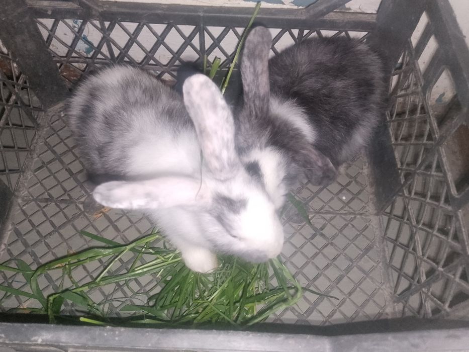 Продаются кролики