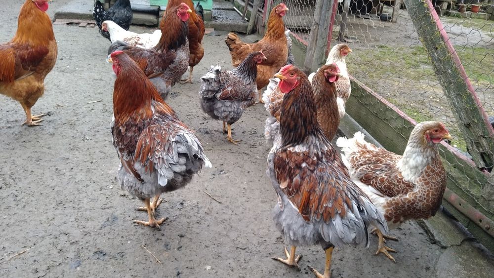 Cocos wyandott rosu albastru tineret