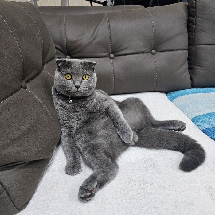 ВЯЗКА! Шотландская вислоухая мушук
Айол мушуклариз буса кушиш уч