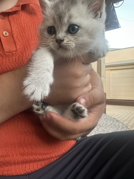 Mushuk shilimshiq bilan tomiziladi