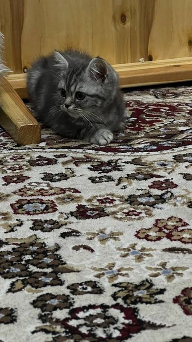 British shorthair мальчик