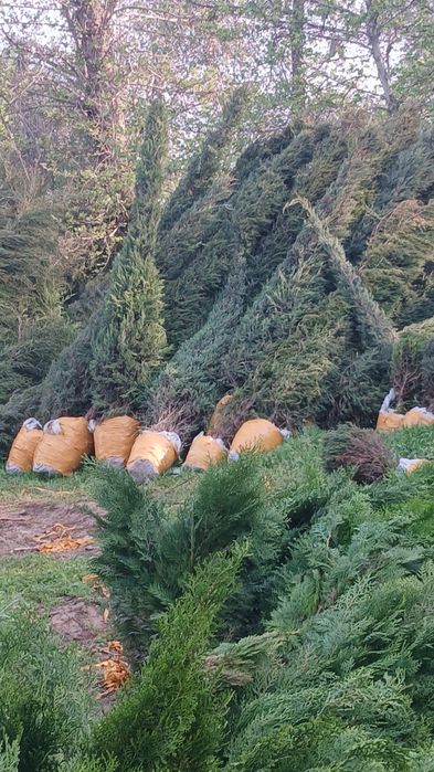 Kafolat berilmaydi ...