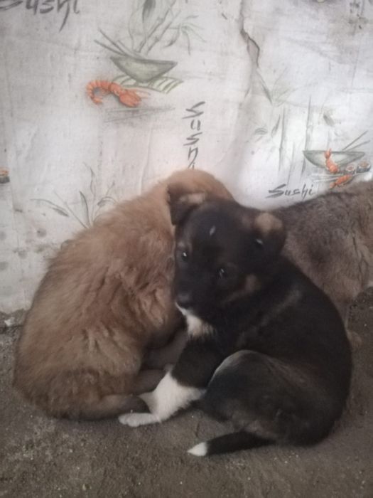 Отдам щенков в хорошие руки