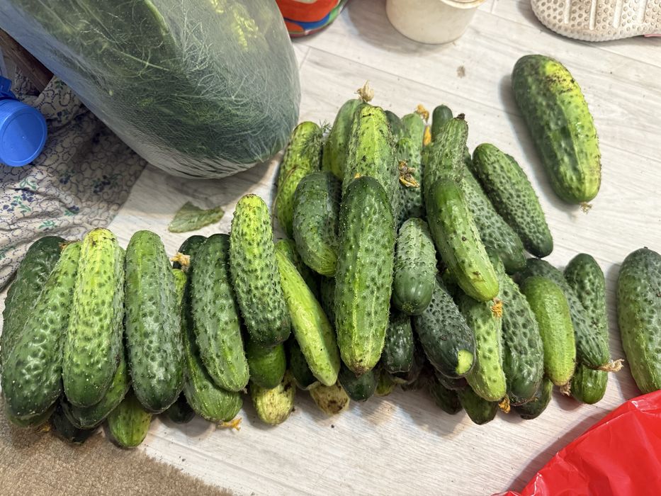 Продаю Огурцы дачные