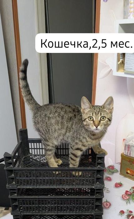 Котята бесплатно⁹