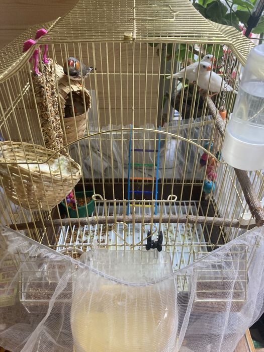 Продам амадины 4 штуки