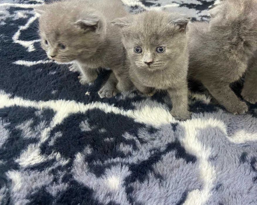 Милые котята — мама шотландка, папа британец