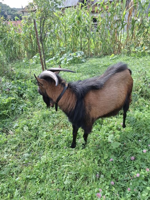 De vânzare tap alpinde 3 ani pentru monta  !