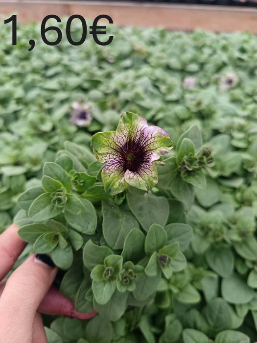 Цветя на Едро и Дребно!Градински център "Далия" гр.Садово.