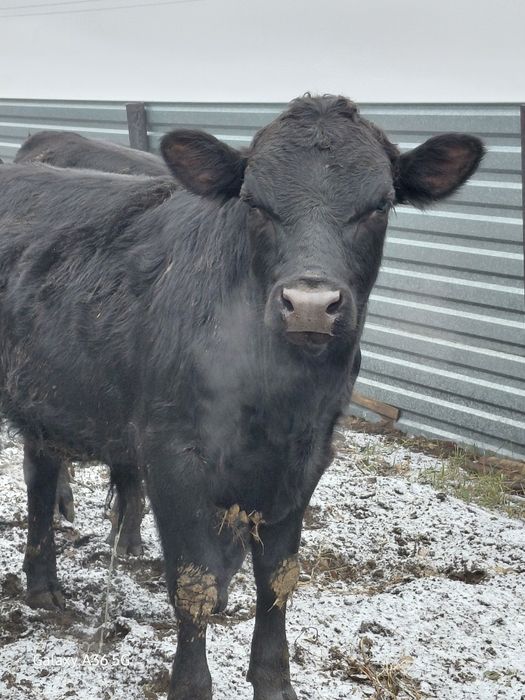 Продам бычков! В