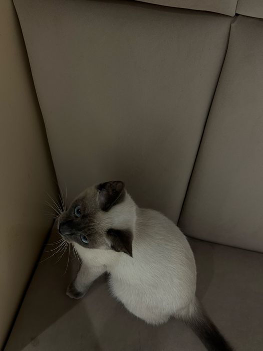 Сиамская кошка девочка