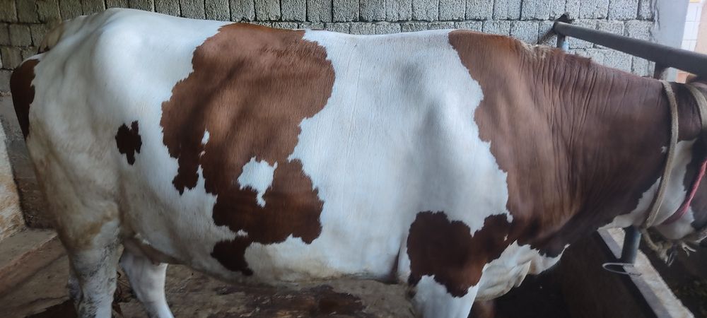 Mol sotiladi.bòģoz
