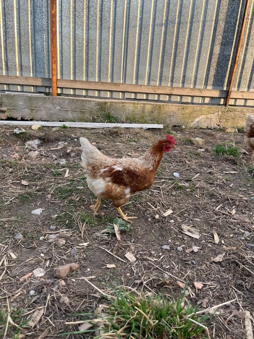 Ломан браун 11 месяцев