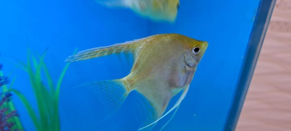 Baliq Skalyariya. 1 ta qolgan Platina rangli