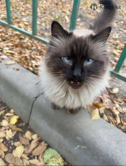 Кошечка ищет хозяина