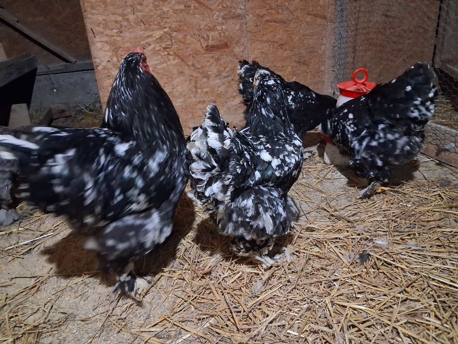 Oua brahma.diferite culori