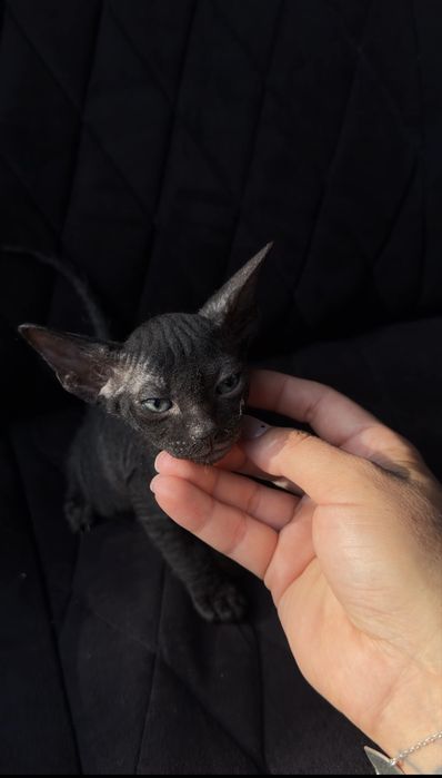 Котята сфинксы (сфинкс- браш)