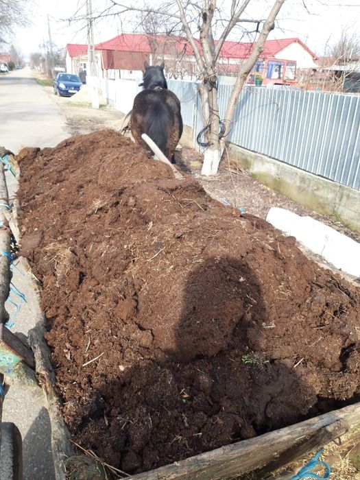 Vând cal semigreu românesc