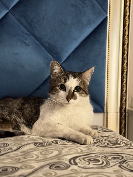 отдаю в добрые руки