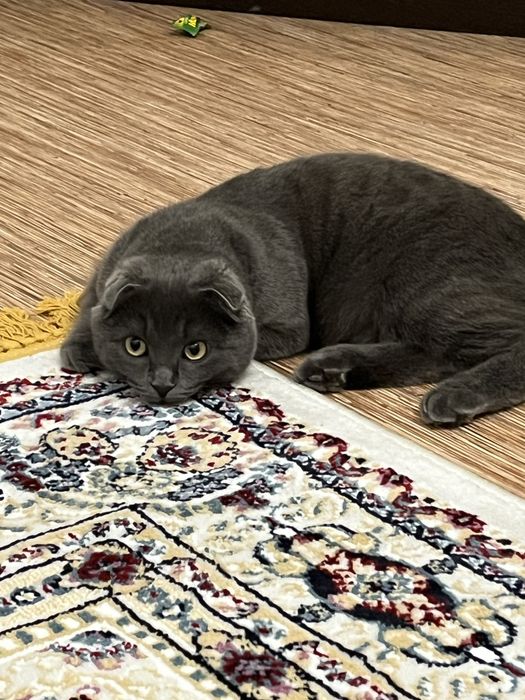 Шотландский вислоухий