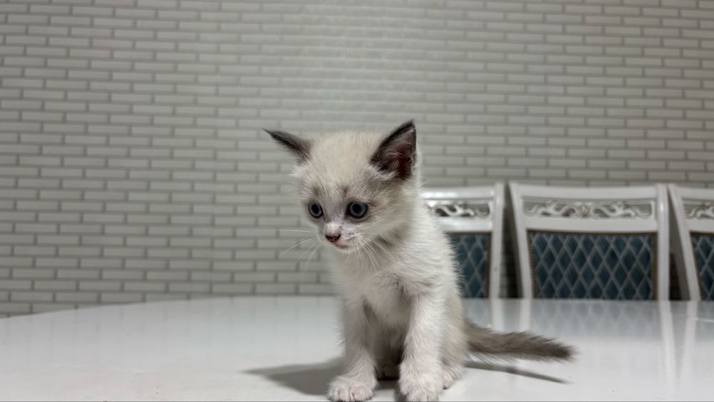 Кошки Породистые