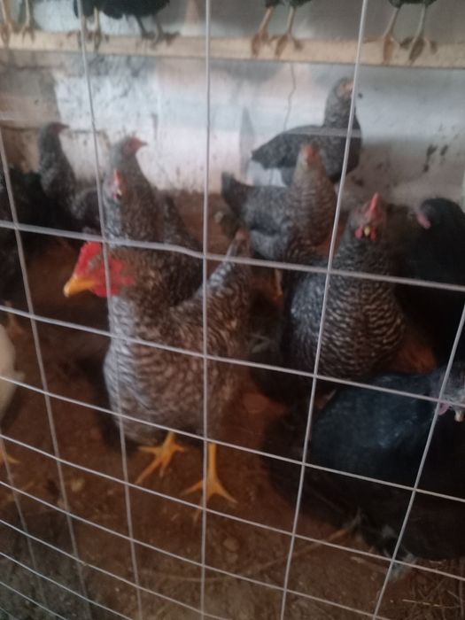 продам кур молодок