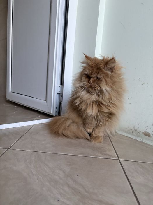 Персийска Котка
