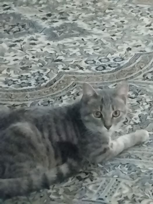 Отдам в хорошие руки