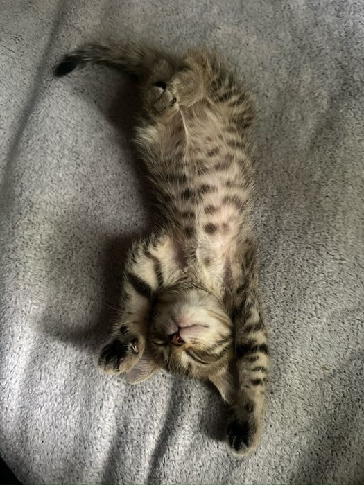 Шотладский котёнок продам