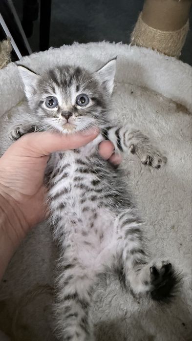 Котенок в добрые руки