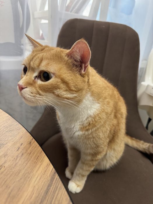 Отдам кота в добрые руки