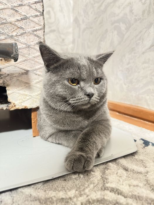 Кошка британская. Вязка.