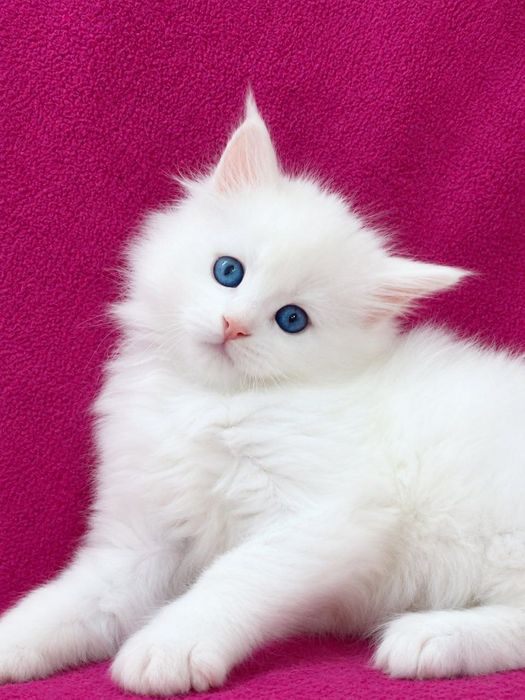 Maine Coon cu părinții campion
