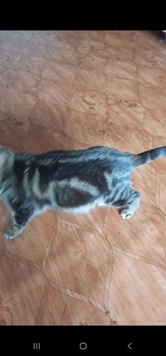 Шотландский кот подросток