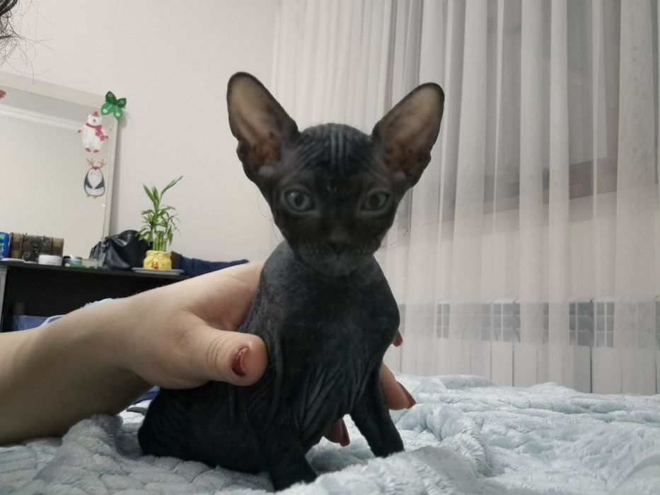 Котёнок донского сфинкса мальчик
