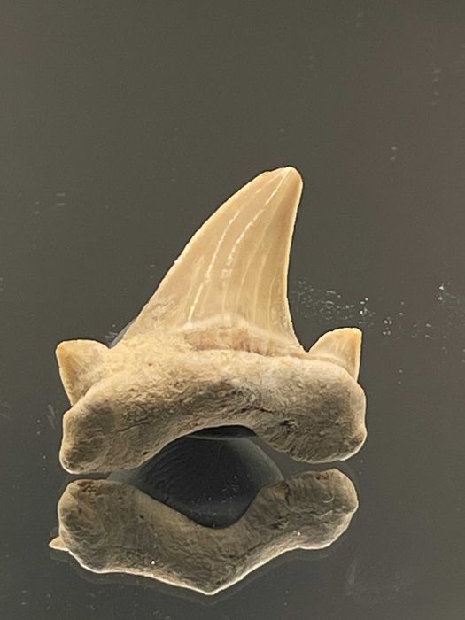 Автентичен зъб от акула Otodus obliquus (23 мм) - фосил