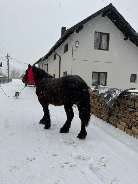 Vând mânz de 1 an și 4 luni