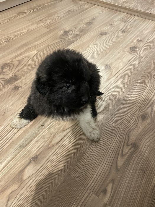 Donez catelusi ciobanesc mioritic