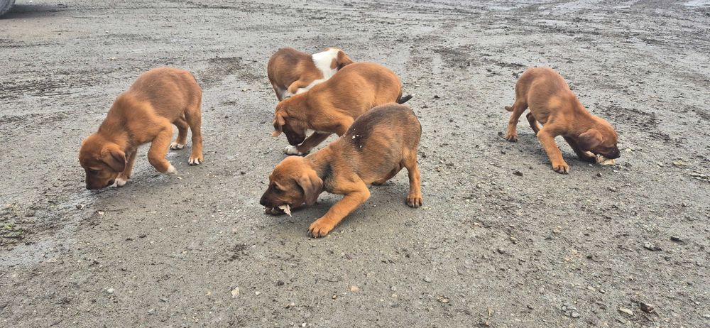 Гончета на 55 дни