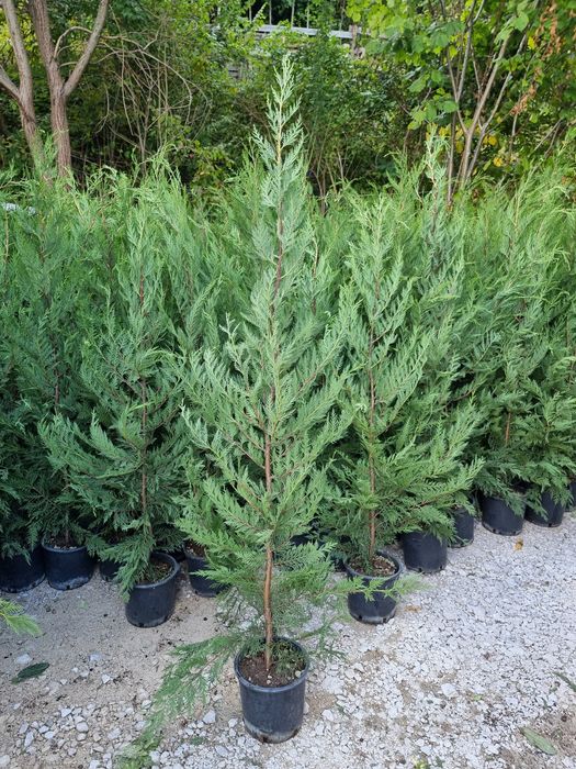 Tuia leylandi- prunus laucerasus ( laur englezesc) pin
