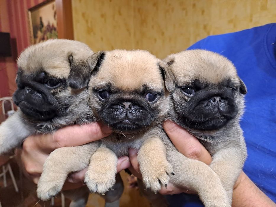 Продам щенков Мопса.