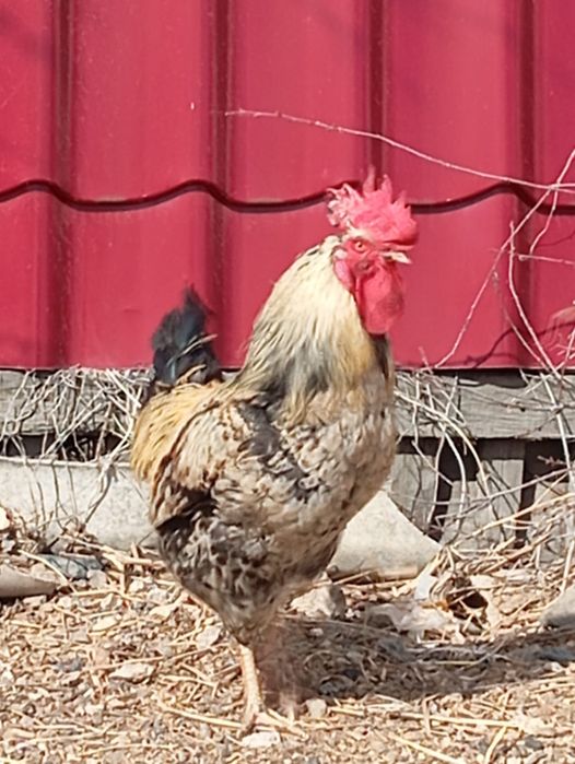 Петух годовалый.