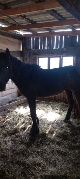 Продам байтал на докорм