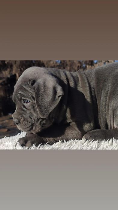 Кане Корсо. девочки.